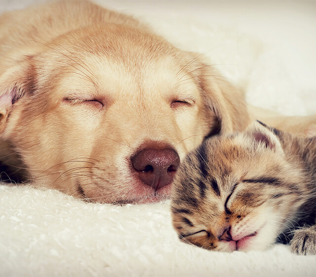 バゥ＆ミュウクラブ メインイメージ